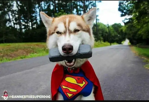 A husky in a red Superman cape stands on a road, holding the Indestructibone™ Professional Grade XL by Bulletproof Pet Products Inc. in its mouth. Trees line the background. ©BANNERTHESUPERDOG is written in the corner.