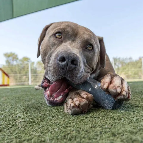 A brown dog lies on green grass, chewing the Indestructibone™ Professional Grade XL by Bulletproof Pet Products Inc with its front paws. A fence and trees appear in the background under a clear sky.
