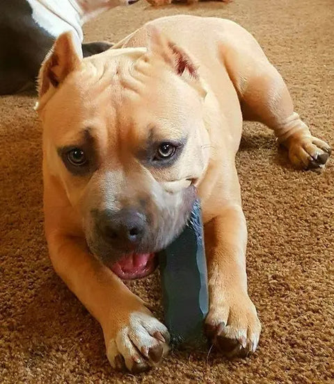 A tan and gray pitbull with cropped ears lies on a brown carpet, chewing the Bulletproof Pet Products Inc Indestructibone™ Professional Grade XL for 30-50 lb dogs, gripping the durable dog toy securely with its front paws.