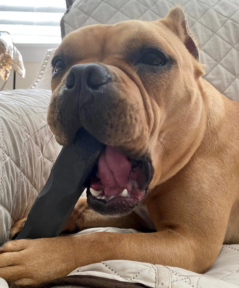 Indestructibone Smooshy Face Chew Toy – Durable Dog Toy for 40-80 Lbs Brachycephalic Breeds | Made in USA Bulletproof Pet Products Inc  Indestructibone chew toys
