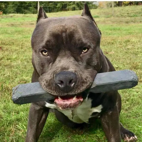 Indestructibone Super Max Durable Dog Chew Toy – Heavy Duty for 101 Lbs+ | Made in USA Bulletproof Pet Products Inc  Indestructibone chew toys