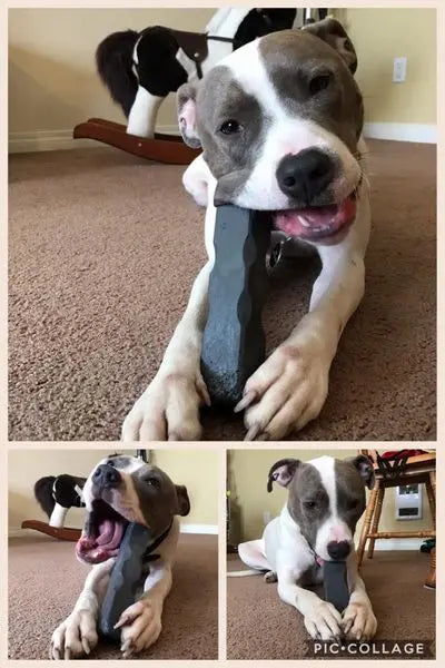 Indestructibone XL Plus Durable Dog Chew Toy – 51 to 100 Lbs | Made in USA Bulletproof Pet Products Inc  Indestructibone chew toys