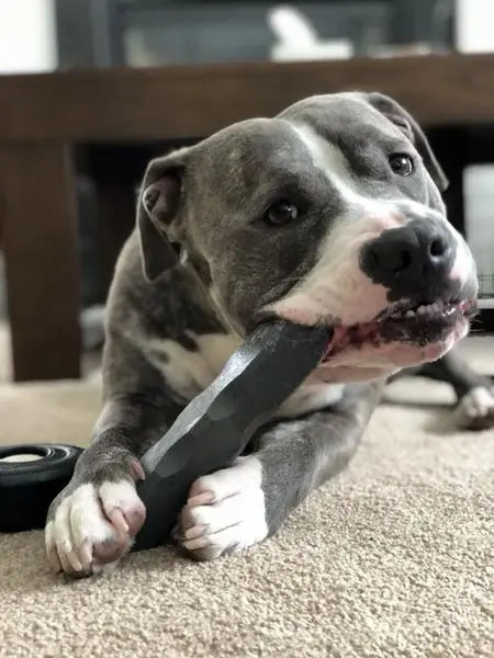 Indestructibone XL Plus Durable Dog Chew Toy – 51 to 100 Lbs | Made in USA Bulletproof Pet Products Inc  Indestructibone chew toys