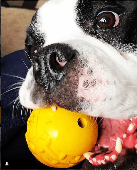 A black and white dog holds the yellow SodaPup ID Ball Durable Rubber Chew Ball in its mouth, showing teeth, dental ridges, and a playful look.
