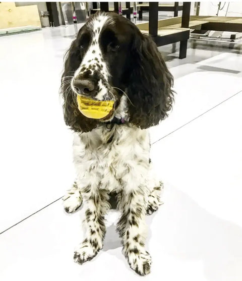 A black and white spotted dog with long ears sits indoors on a white floor, holding a yellow SodaPup ID Ball Durable Rubber Chew Ball in its mouth.
