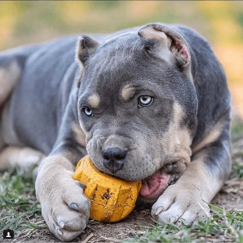 A grey and tan puppy with blue eyes lies on grass, chewing on a yellow SodaPup Gear EDispenser Durable Rubber Treat Holder and Chew Toy, holding it steady with its front paws. One ear appears cropped or injured.
