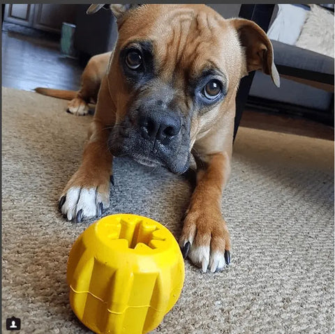 A brown dog with a wrinkled face lies on a carpet, looking up with wide eyes. Its front paws are near a yellow SodaPup Gear EDispener Durable Rubber Treat Holder and Chew Toy. A table and flooring are in the background.
