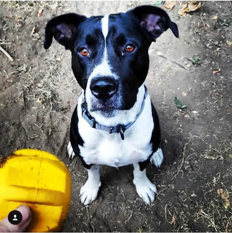 A black and white dog with a collar sits on dirt, looking up attentively at a person holding the SodaPup Gear EDispener Durable Rubber Treat Holder and Chew Toy in the foreground.