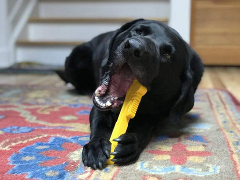 A black Labrador retriever lies on a colorful rug, playfully biting the SodaPup ID Pipe Wrench Ultra Durable Nylon Dog Chew Toy—perfect for power chewers and designed to help reduce problem behaviors.