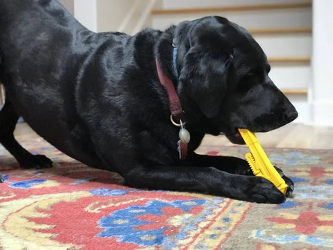 A black Labrador lies on a colorful rug, chewing the SodaPup ID Pipe Wrench Ultra Durable Nylon Dog Chew Toy—perfect for power chewers. A staircase is visible in the background.