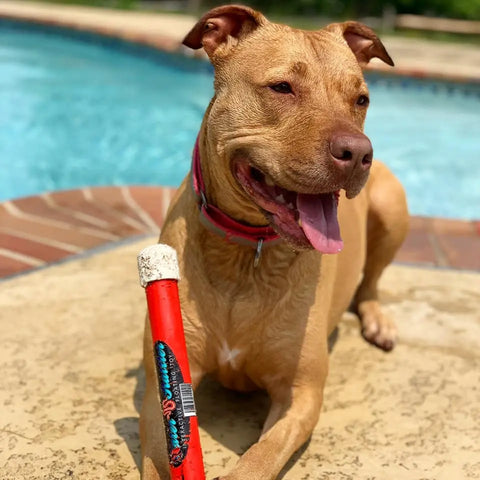 A happy brown dog with a pink collar sits by the pool, playing with the Water Rattler - Interactive Floating Fetch Toy 12 from Bulletproof Pet Products Inc, looking content and clearly enjoying playtime by the water.
