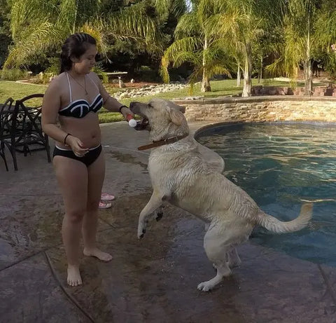 A young woman in a black bikini stands by a pool, holding the Water Rattler - Interactive Floating Fetch Toy 12 by Bulletproof Pet Products Inc as a wet yellow Labrador leaps excitedly to grab it, with lush trees and patio furniture in the background.