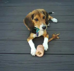 Interactive Natural Leather Tug Toy Auburn Leathercrafters  item