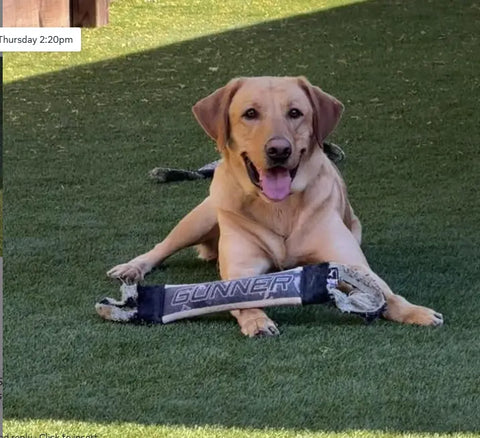 Labrador Fire Hose Dog Training Tug – Camo Design | Made in USA Bulletproof Pet Products Inc  TUGS