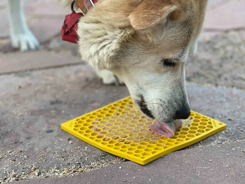 A dog enjoys licking the Large Yellow Honeycomb EMat Lick Mat from the SodaPup Large Blue Jigsaw & Yellow Honeycomb Lick Mat Bundle, placed outdoors on a stone surface.