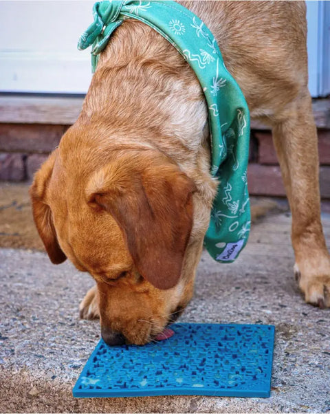 A brown dog wearing a green bandana licks the SodaPup Large Blue Jigsaw EMat Lick Mat, part of the Large Blue Jigsaw & Large Yellow Honeycomb EMat Lick Mat Bundle, on a concrete surface outside.