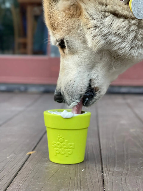 A close-up shows a dog licking a treat from a bright green SodaPup Large Flower Pot Durable PUP-X Rubber ECup Treat Dispenser & Enrichment Toy on a wooden deck, enjoying its enriching contents.