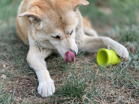 A light brown and white dog lies on grass, sniffing a pink flower with one paw near a tipped-over SodaPup Large Flower Pot Durable PUP-X Rubber ECup Treat Dispenser & Enrichment Toy—a perfect enrichment scene.