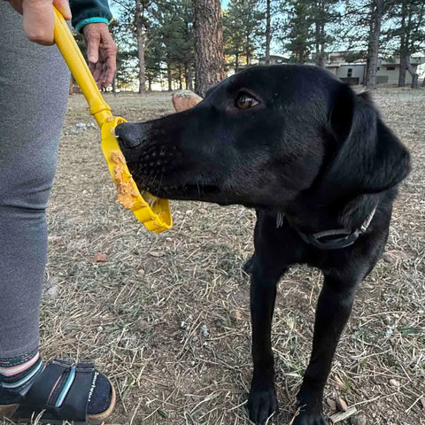 A black dog enjoys enrichment outdoors, licking peanut butter from the yellow SodaPup Lick Stick Hand-Held Interactive Enrichment Toy held by a person in gray leggings, green jacket, and sandals in a wooded area.