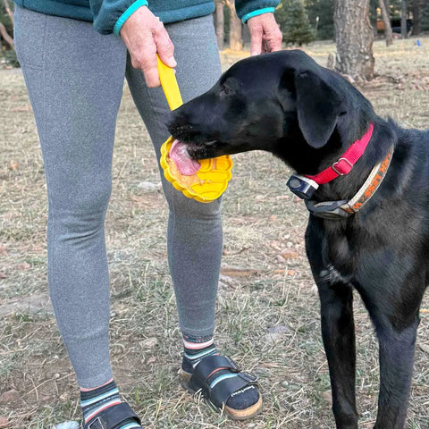 A black dog with a red collar licks a yellow SodaPup Lick Stick Hand-Held Interactive Enrichment Toy held by a person in gray leggings and sandals, standing on grass and dirt outdoors.