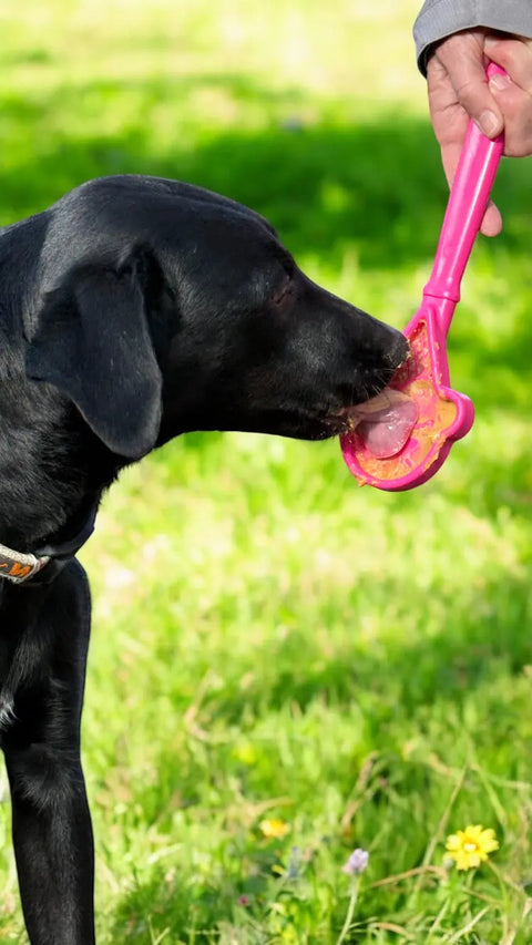 A black dog licks bubbles from a pink SodaPup Lick Stick Hand-Held Interactive Enrichment Toy held by a person, with green grass and small yellow flowers in the background.