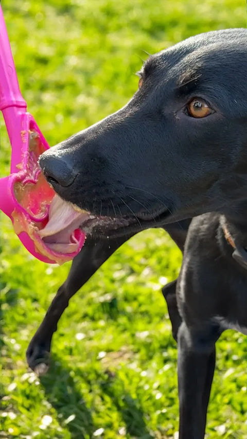 A black dog licks peanut butter from a pink SodaPup Lick Stick Hand-Held Interactive Enrichment Toy while standing on bright green grass in the sunlight.