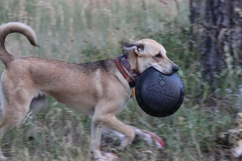 A brown dog wearing a red collar runs through grass with a SodaPup Magnum Bottle Top Flyer Ultra Durable Rubber Retrieving Frisbee (Large, Black) in its mouth. Trees and tall grass can be seen in the background.