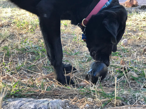 A black dog wearing a red collar sniffs the SodaPup Magnum Sugar Skull EDispenser Ultra-Durable Chew Toy & Treat Dispenser (black), shaped like a dark oval, on dry grass outdoors. Only the pups front half is visible.