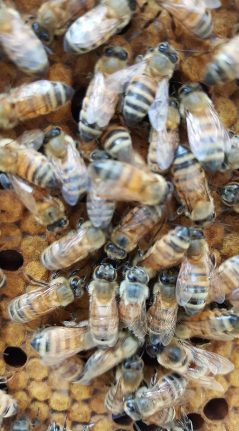 Mandarin Orange Honey Honey Badgers Bee Farm  Flavoried Honey