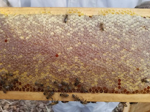 Mandarin Orange Honey Honey Badgers Bee Farm  Flavoried Honey