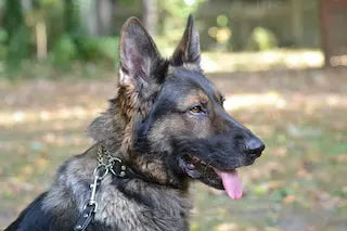 Martingale Rolled Collar Auburn Leathercrafters  item