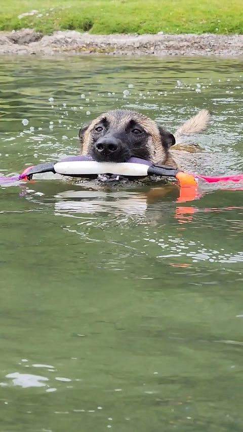 Mini Dock Diving Bumper Tug – 8.5 Inch Water Dog Toy | Made in USA Bulletproof Pet Products Inc  DOCK TUG