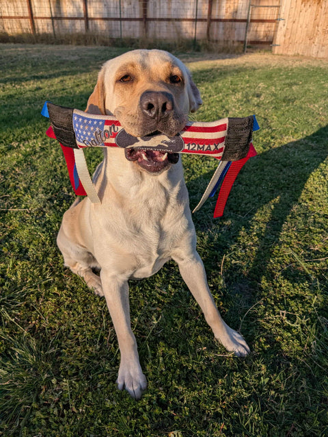 A yellow Labrador sits on grass with the Bulletproof Pet Products Inc Narrow Dock Diving Bumper Tug - Competition Series Weighted - U.S. Flag in its mouth, looking alert in sunlight, with a wooden fence behind.