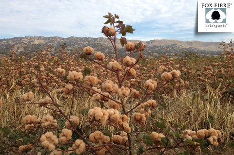 Branches of heirloom cotton plants, including Foxfibre® Coyote Brown, grow in a field under a partly cloudy sky. USA-grown cotton is used for American Blossom Linens’ Natural Colored Cotton Duvet Cover Set. Fox Fibre Colorganic logo top right.