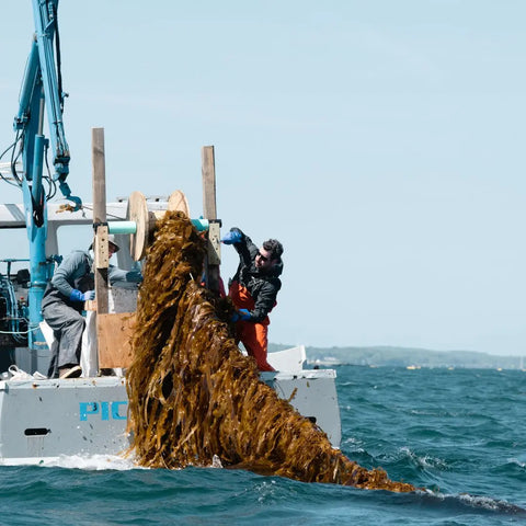A worker on a boat hauls up seaweed from the ocean using machinery—ideal for Oceans Balance Truffle Furikake seasoning—with the sea and shoreline in the background.