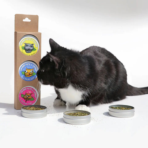 A black and white cat sniffs a box of Skinny Petes Gourmet Catnip Three Piece Gourmet Catnip Gift Set. Three open tins of organic catnip with colorful labels sit in front of the cat on a white surface.