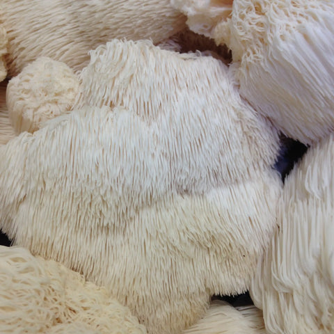 Organic Lion's Mane Mushroom Powder 60g – Brain Focus and Memory Support Supplement | Made in USA Ascent Nutrition  SIMPLE