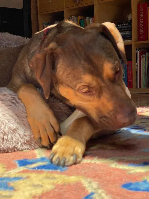 A brown dog with tan markings relaxes on a plush bed, chewing the SodaPup PUP-X Synthetic Rubber Chewing & Floating Bone Toy—glow in the dark and dishwasher safe. Sunlight highlights its face and paw, with bookshelves in the background.