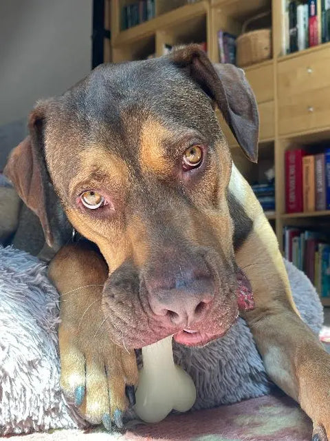 A brown dog with light eyes lies on a gray blanket, chewing on a white SodaPup PUP-X Synthetic Rubber Chewing & Floating Bone Toy (Glow in the Dark), with bookshelves and sunlight in the background.