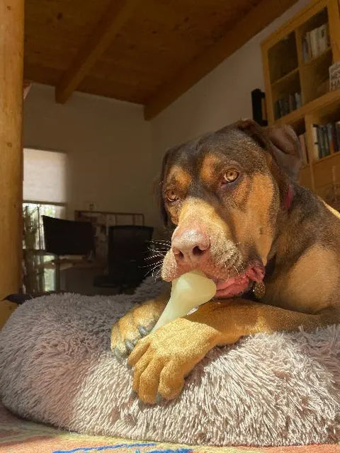 A brown dog with light eyes relaxes on a gray bed in a sunny room, chewing a SodaPup PUP-X Synthetic Rubber Chewing & Floating Bone Toy - Glow in the Dark, with bookshelves and a desk in the background.