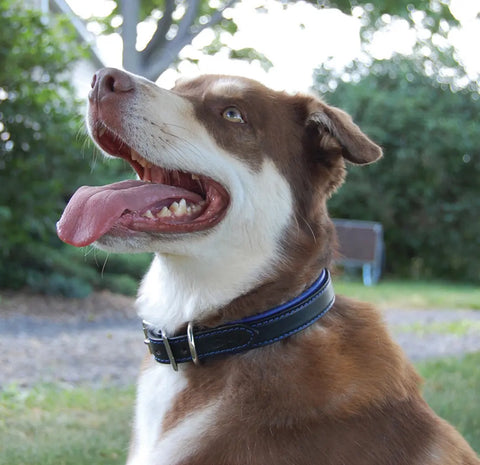 Padded Black Leather Dog Collar – Durable Bridle Leather with Soft Lining | Handcrafted in USA for Comfort and Strength Auburn Leathercrafters  item