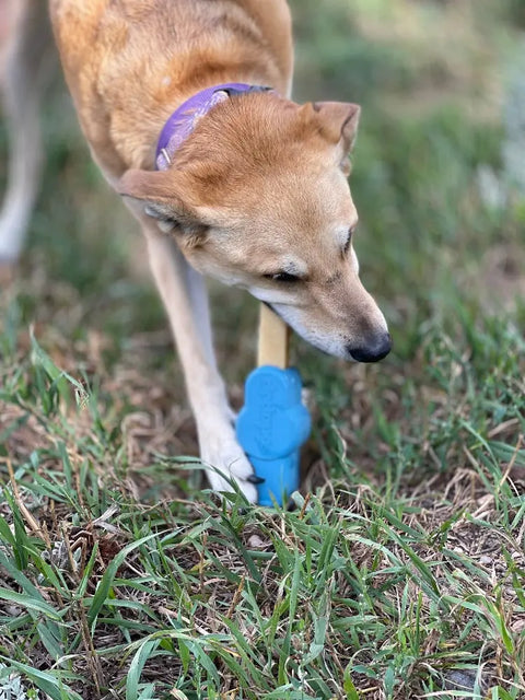 A tan dog wearing a purple collar stands on grass, holding the blue SodaPup Petz Yak Chew Holder EDispenser between its front paws and chewing on it.