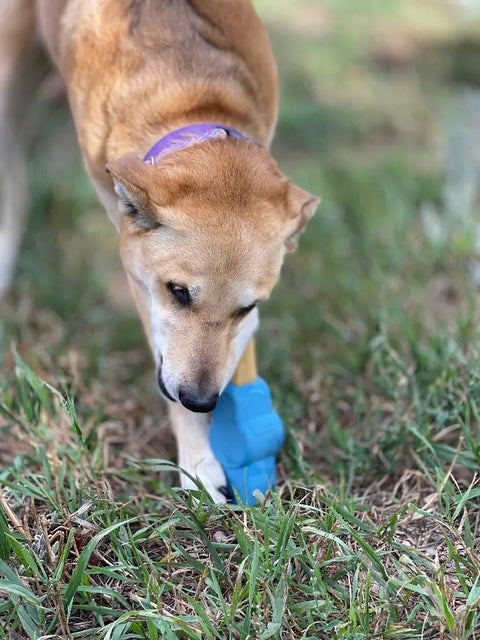 A tan dog with a purple collar plays outside in the grass, holding the SodaPup Petz Yak Chew Holder EDispenser in its front paw and mouth.