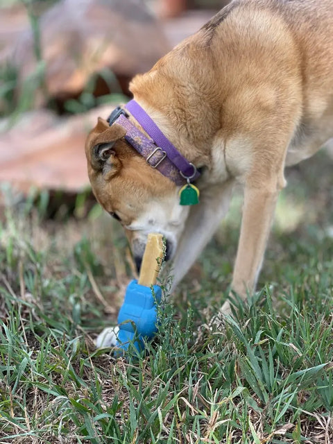 A light brown dog with a purple collar chews on the blue and beige SodaPup Petz Yak Chew Holder EDispenser while standing on green grass outdoors.