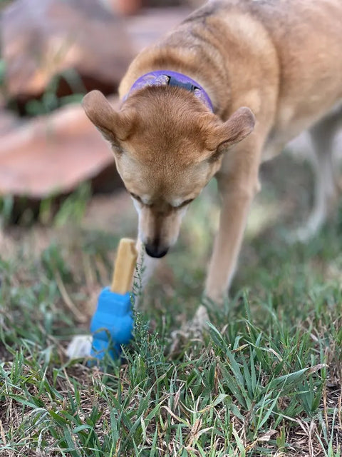 A tan dog with a purple collar stands on grass, sniffing or licking the blue SodaPup Petz Yak Chew Holder EDispenser with a treat inside. The background is blurry, showing some brown objects.