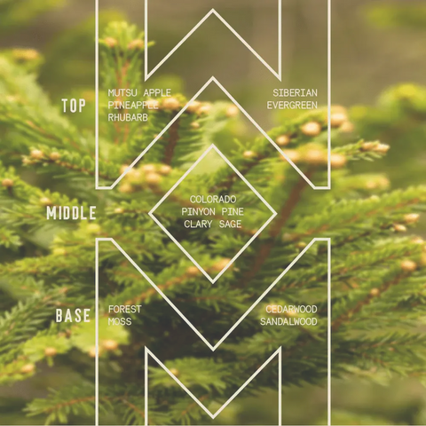 Fragrance notes diagram over a pine tree background for Sawdust & Embers Piñon Peak - Signature Candle: top of mutsu apple, pineapple, rhubarb, Siberian evergreen; middle of pinyon pine, clary sage; base of forest moss, cedarwood, sandalwood.