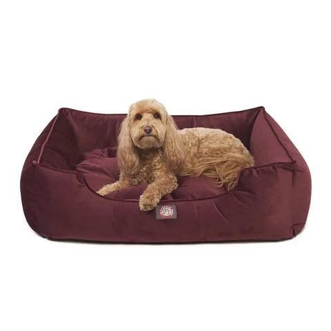 A small, curly-haired dog with light brown fur is lying in the Majestic Pet Velvet Contemporary Lounge Bed against a white background.