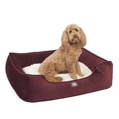 A curly-haired, light brown dog sits on a plush, cream cushion inside the Majestic Pet Velvet Contemporary Lounge Bed with maroon sides, looking toward the camera.