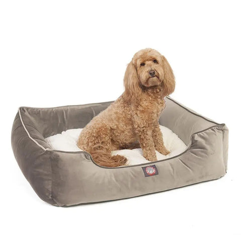 A small, curly-haired brown dog sits in the Majestic Pet Velvet Contemporary Lounge Bed, featuring soft white bedding and light gray sides, looking toward the camera.