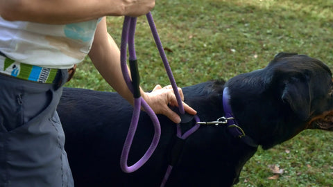 Reflective Combination Harness / Leash Auburn Leathercrafters  item